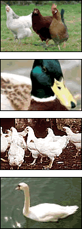 Ducks, swans and hens